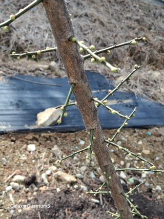 이세순님의 기타작물 · 영농일지 작성글 사진