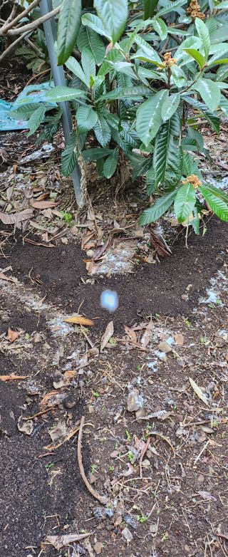 김상철님의 기타작물 · 영농일지 작성글 사진