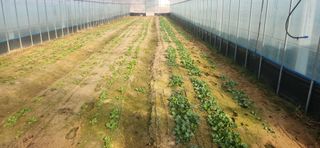 하은와송~♡♡♡~님의 기타작물 · 영농일지 작성글 사진