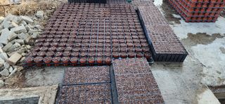 고동옥님의 기타작물 · 영농일지 작성글 사진