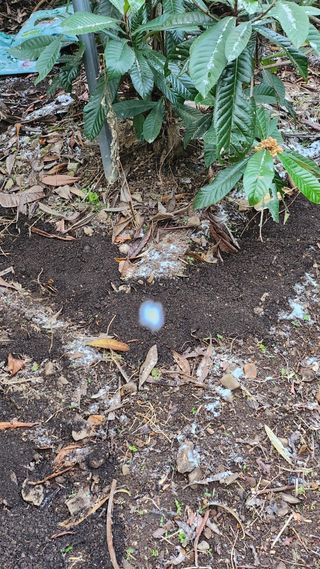 김상철님의 기타작물 · 영농일지 작성글 사진