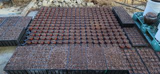 고동옥님의 기타작물 · 영농일지 작성글 사진