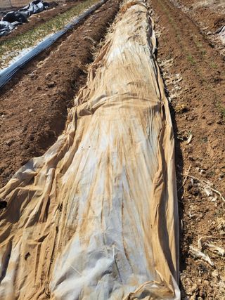 정택님의 기타작물 · 영농일지 작성글 사진