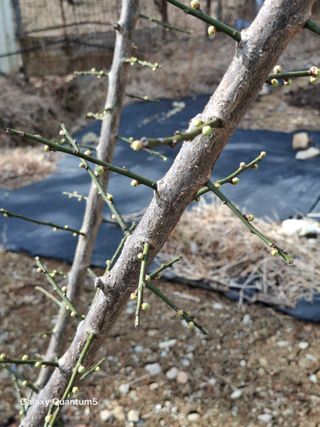 이세순님의 기타작물 · 영농일지 작성글 사진