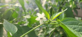 박기룡님의 기타작물 · 영농일지 작성글 사진