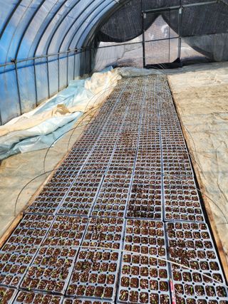 김정기 님의 기타작물 · 영농일지 작성글 사진