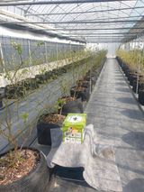 팜모닝 기타작물·영농일지 게시글 이미지