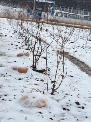 진짜뒤비진놈님의 기타작물 · 영농일지 작성글 사진