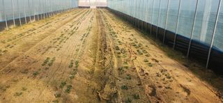 하은와송~♡♡♡~님의 기타작물 · 영농일지 작성글 사진