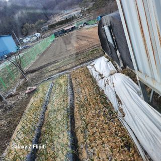 맹태임님의 기타작물 · 영농일지 작성글 사진