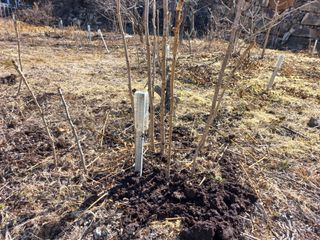 손 무현님의 두릅 · 영농일지 작성글 사진