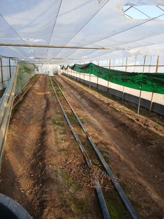 두릅나무16138님의 기타작물 · 영농일지 작성글 사진