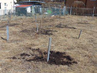 손 무현님의 두릅 · 영농일지 작성글 사진