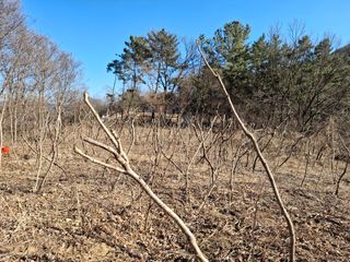 수기님의 두릅 · 영농일지 작성글 사진