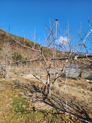 밀양달콤팜님의 감 · 영농일지 작성글 사진