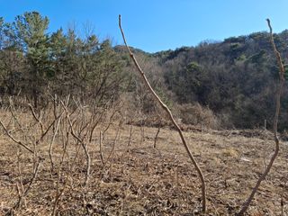 수기님의 두릅 · 영농일지 작성글 사진