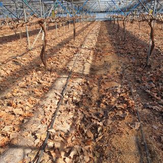 남은현님의 포도 · 영농일지 작성글 사진