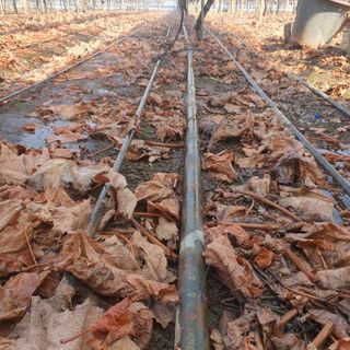 남은현님의 포도 · 영농일지 작성글 사진