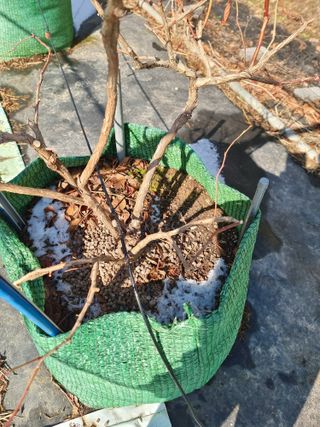 라온베리님의 블루베리 · 영농일지 작성글 사진