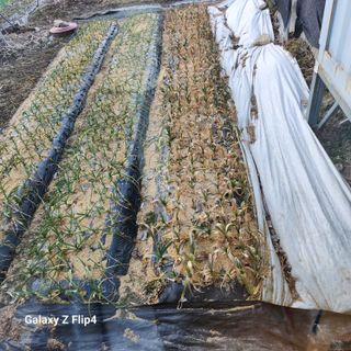 맹태임님의 기타작물 · 영농일지 작성글 사진