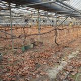 팜모닝 포도·영농일지 게시글 이미지