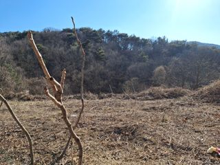 수기님의 두릅 · 영농일지 작성글 사진
