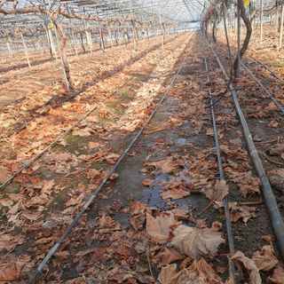 남은현님의 포도 · 영농일지 작성글 사진