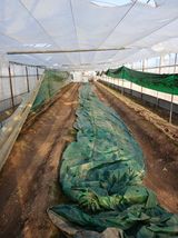 팜모닝 기타작물·영농일지 게시글 이미지