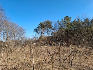 수기님의 두릅 · 영농일지 작성글 사진