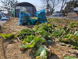 보리수치유농장님의 기타작물 · 영농일지 작성글 사진