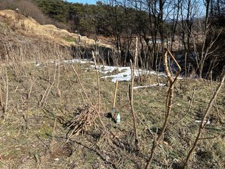 최우영님의 두릅 · 영농일지 작성글 사진