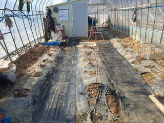 수랏간 농원 안승호님의 기타작물 · 영농일지 작성글 사진