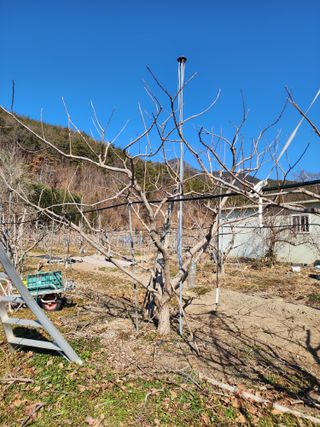 밀양달콤팜님의 감 · 영농일지 작성글 사진