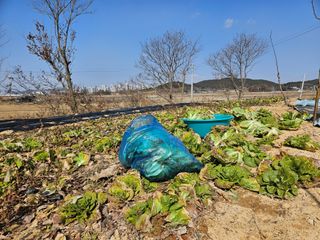 보리수치유농장님의 기타작물 · 영농일지 작성글 사진