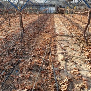 남은현님의 포도 · 영농일지 작성글 사진