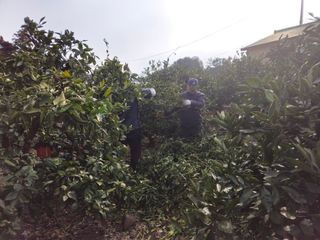 새달귤농장님의 귤 · 영농일지 작성글 사진