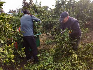 새달귤농장님의 귤 · 영농일지 작성글 사진