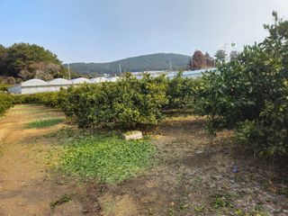 새달귤농장님의 귤 · 영농일지 작성글 사진