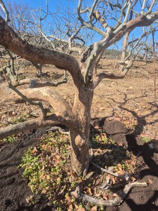 최진일님의 감 · 영농일지 작성글 사진