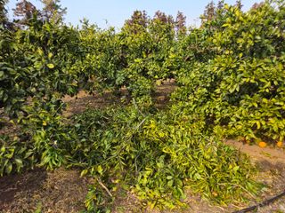 새달귤농장님의 귤 · 영농일지 작성글 사진