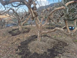 최진일님의 감 · 영농일지 작성글 사진