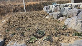 강성욱님의 기타작물 · 영농일지 작성글 사진