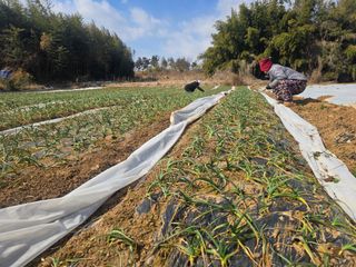 소병기 정직한농장님의 마늘 · 영농일지 작성글 사진