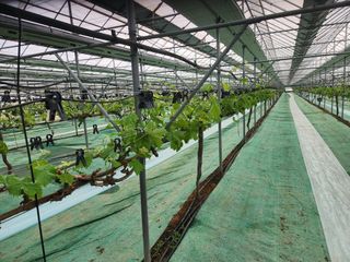 영금포도농원님의 기타작물 · 영농일지 작성글 사진