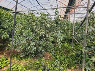 순간순간의있음님의 기타작물 · 영농일지 작성글 사진