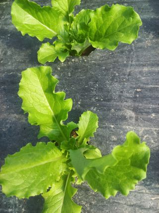 농민님의 기타작물 · 영농일지 작성글 사진