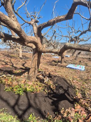 최진일님의 감 · 영농일지 작성글 사진