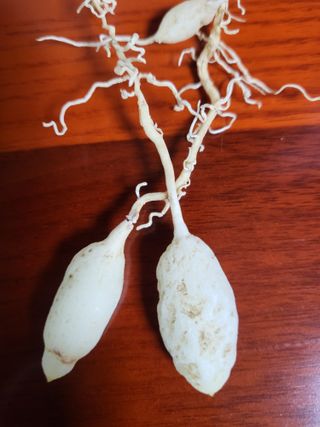 청양 산골꾸찌뽕 님의 기타작물 · 영농일지 작성글 사진