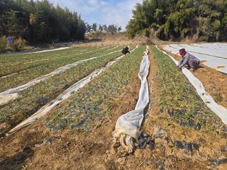 소병기 정직한농장님의 마늘 · 영농일지 작성글 사진