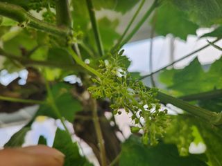 영금포도농원님의 기타작물 · 영농일지 작성글 사진